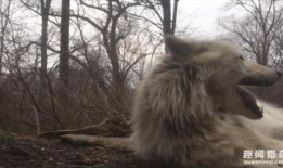 灰狼视频,探寻神秘生物的生存智慧与生态奥秘